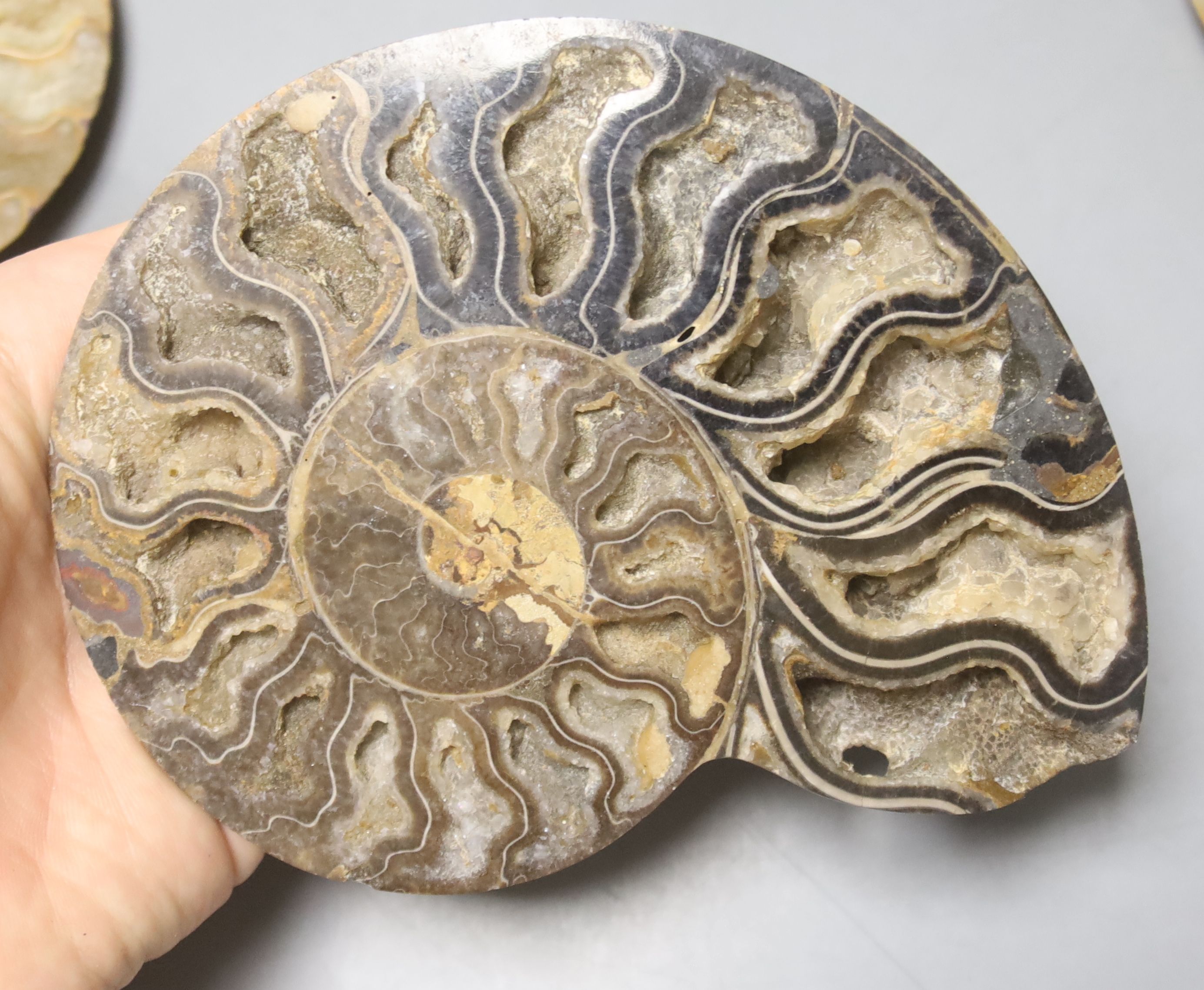 Five fossilised sectional ammonites